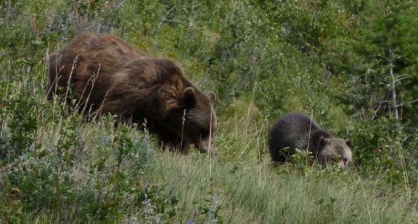 What One Researcher Learned Studying Grizzlies for 40 Years