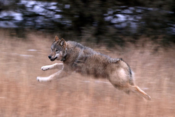 Freed Wolves Move Into Their Own Niche
