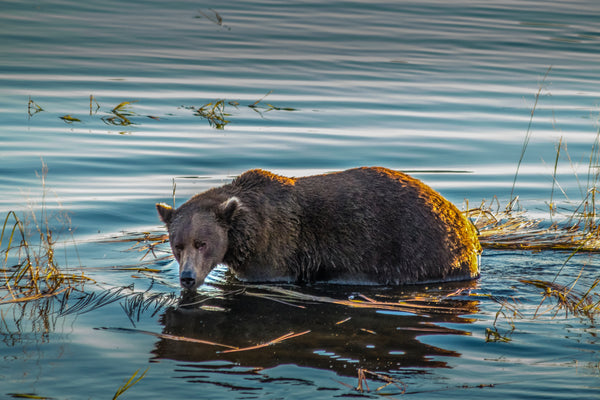 Opinion: Leave Alaska's Wild Bears in Peace, Please